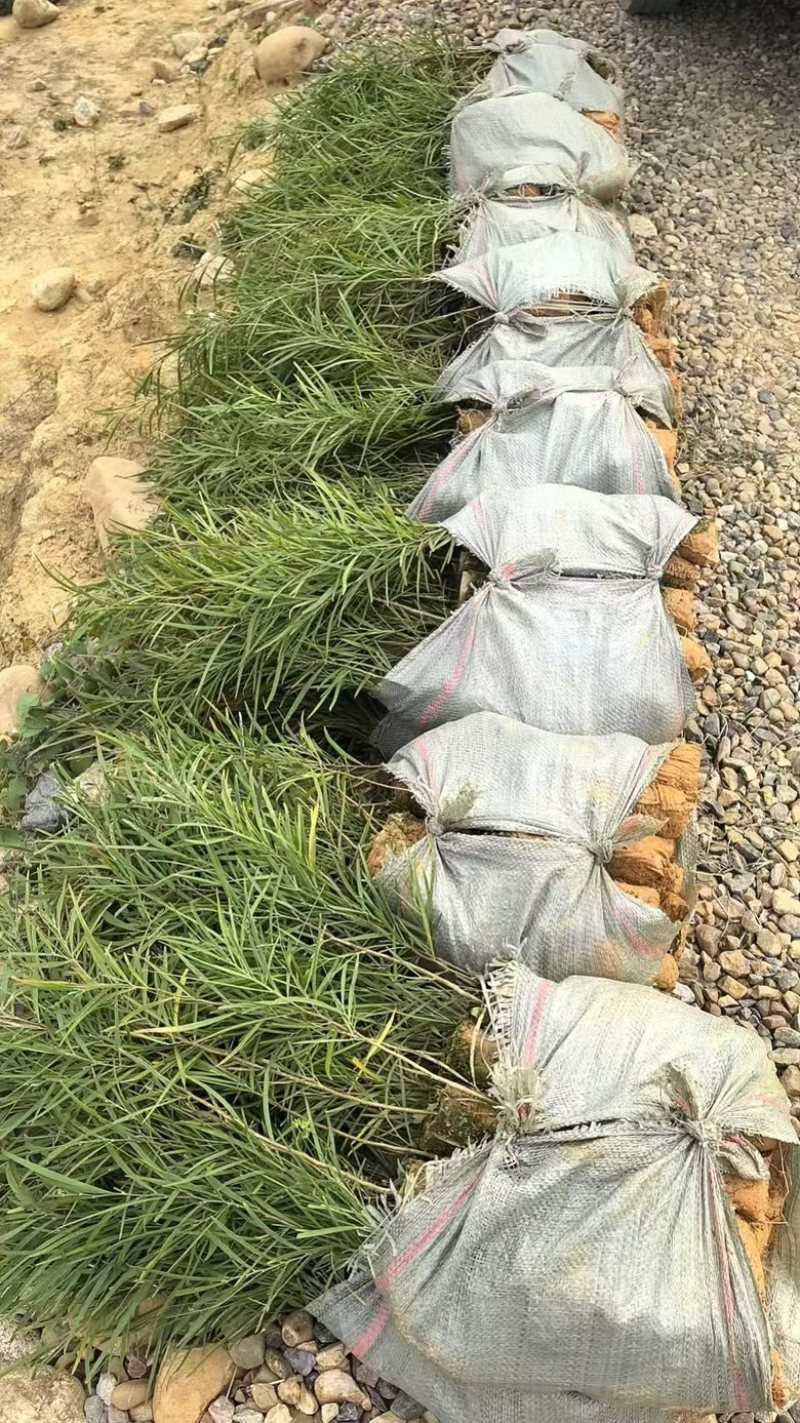 黑木相思