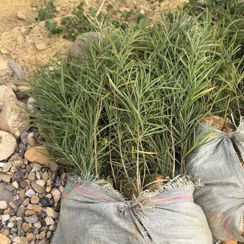 黑木相思