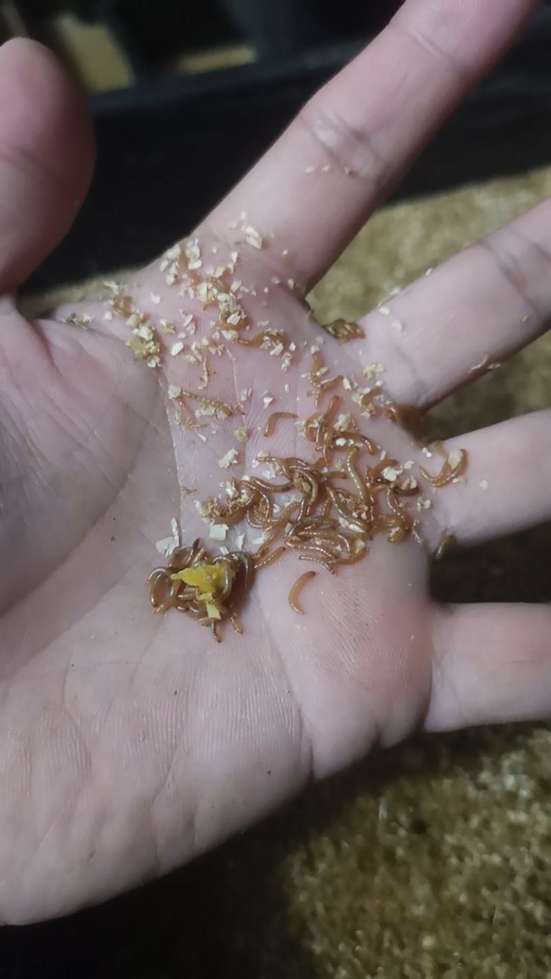 黄粉虫