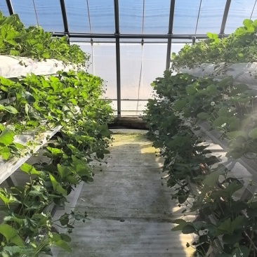 精品草莓—高架无土栽培粉玉草莓15-25g果