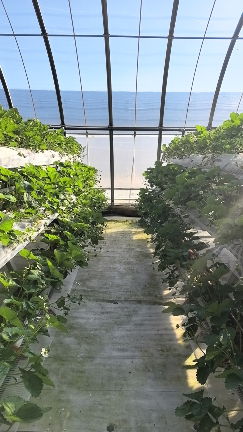 精品草莓—高架无土栽培粉玉草莓15-25g果