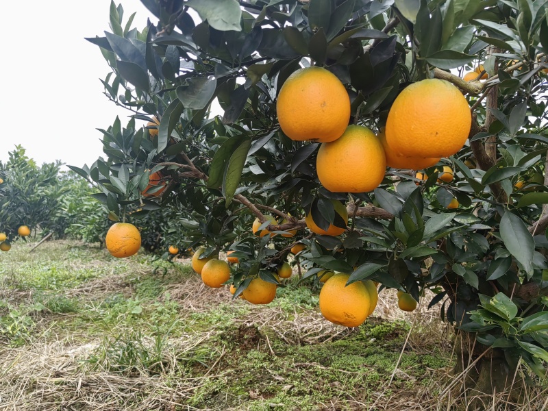 【推荐】金堂脐橙，产地直发视频看货欢迎咨询