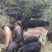 放养黑山羊群出90只