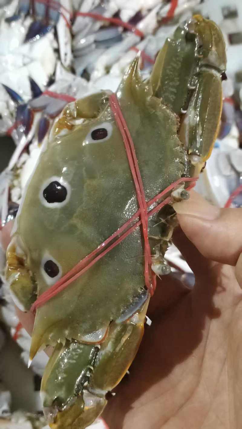 公三点蟹，三目蟹，三眼蟹，红星梭子蟹，小件6斤包邮，