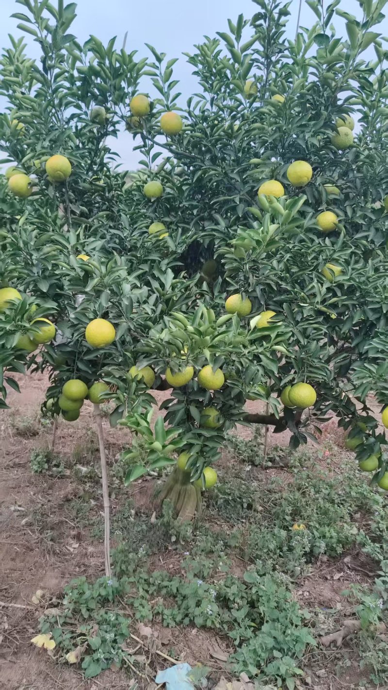 精品黄金贡柚