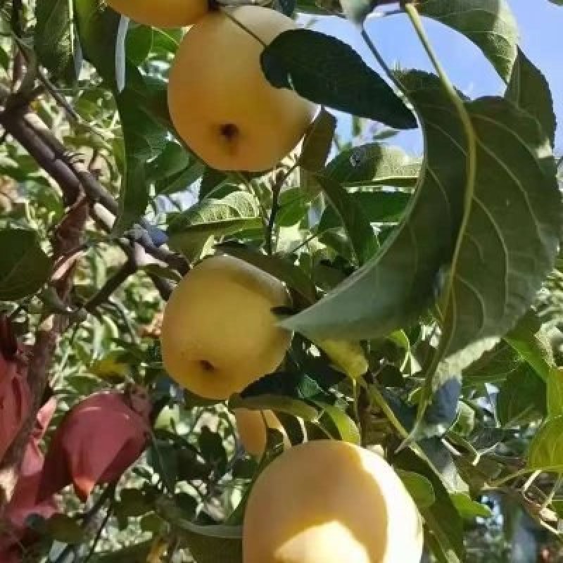 山东维纳斯黄金苹果产地供应*甜度高支持物流发货