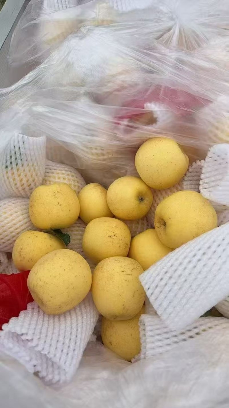 山东维纳斯黄金苹果产地供应*甜度高支持物流发货