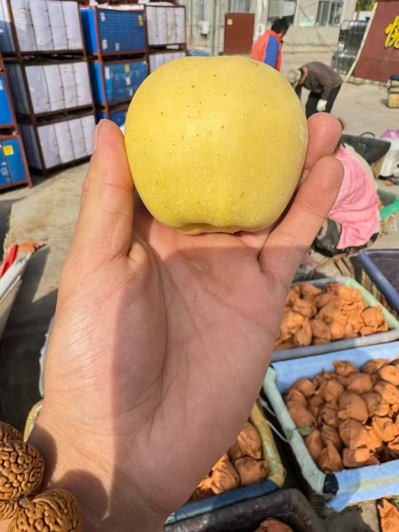 山东维纳斯黄金苹果产地供应*甜度高支持物流发货