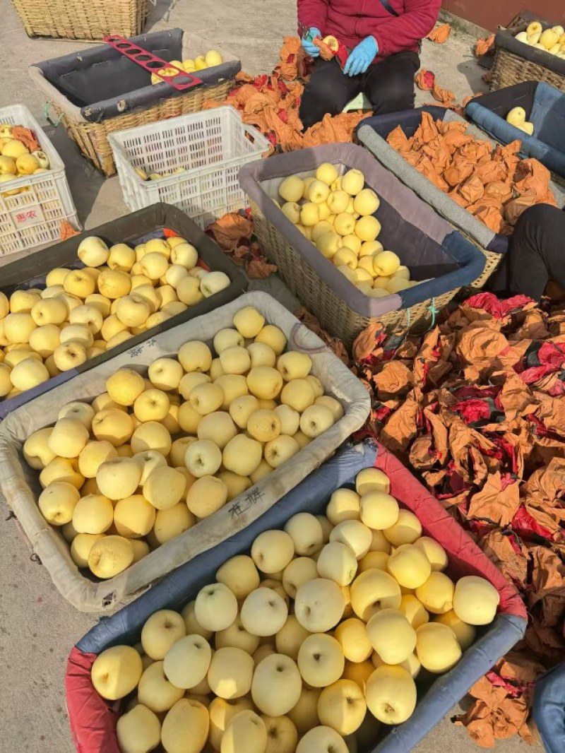 山东维纳斯黄金苹果产地供应*甜度高支持物流发货