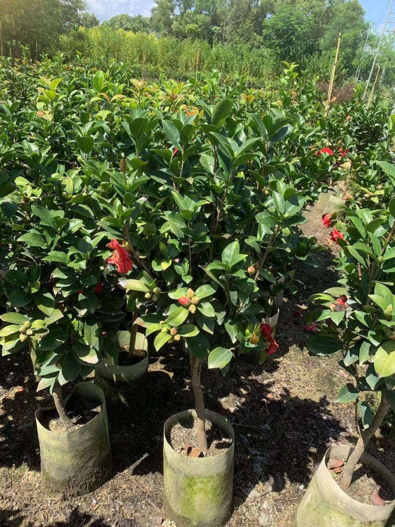 茶花80～1米～1.2米大量现货