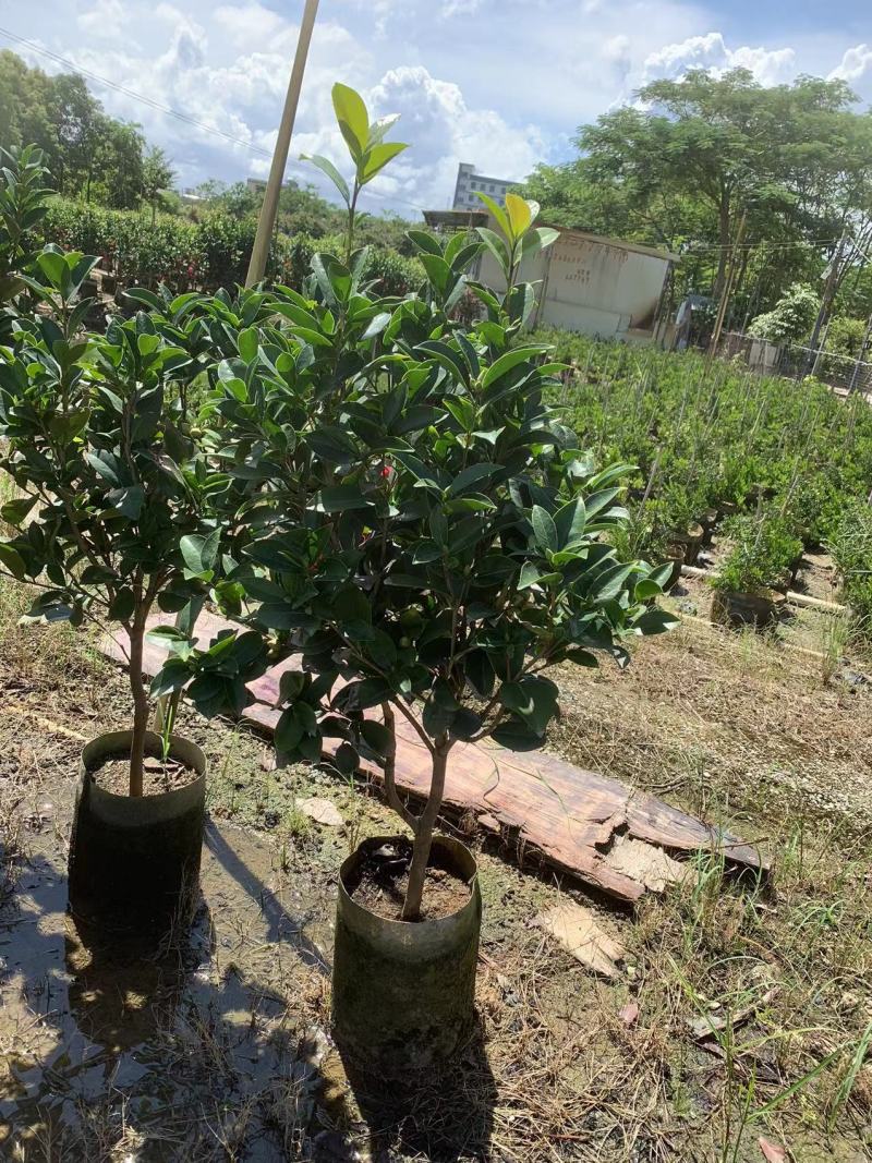 茶花80～1米～1.2米大量现货