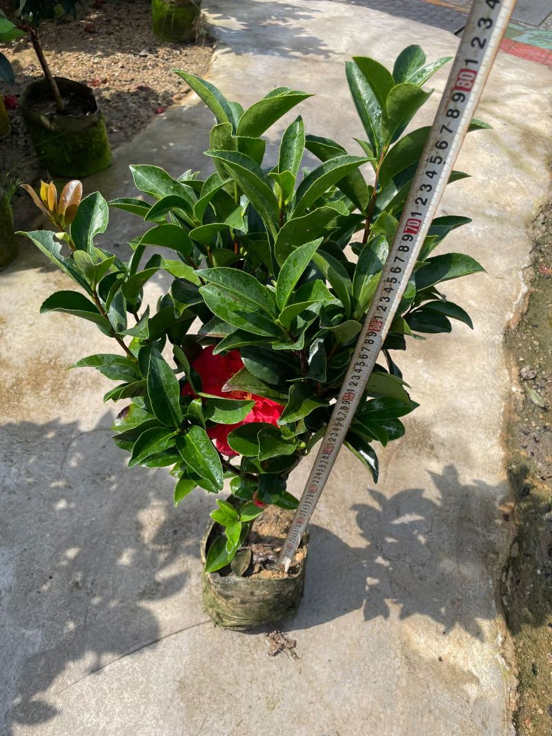 茶花80～1米～1.2米大量现货