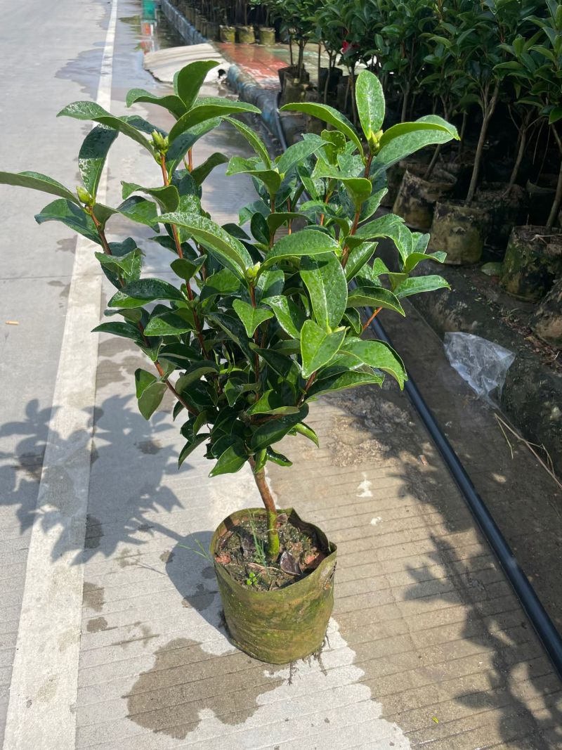 茶花80～1米～1.2米大量现货