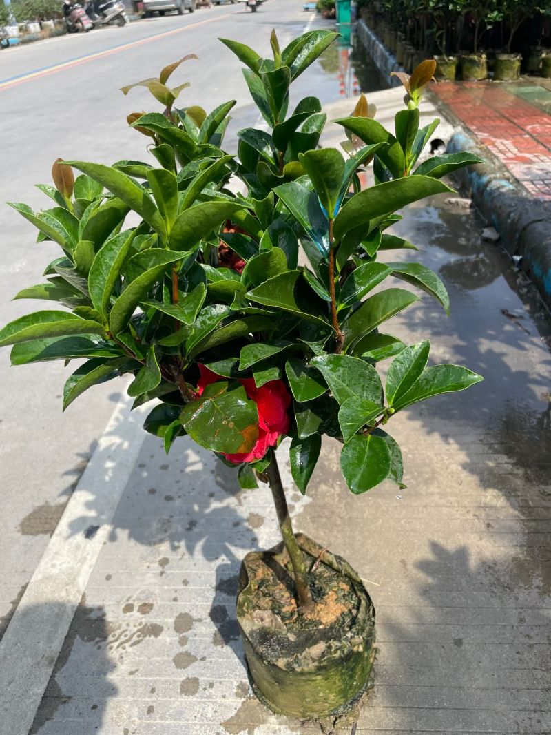 茶花80～1米～1.2米大量现货
