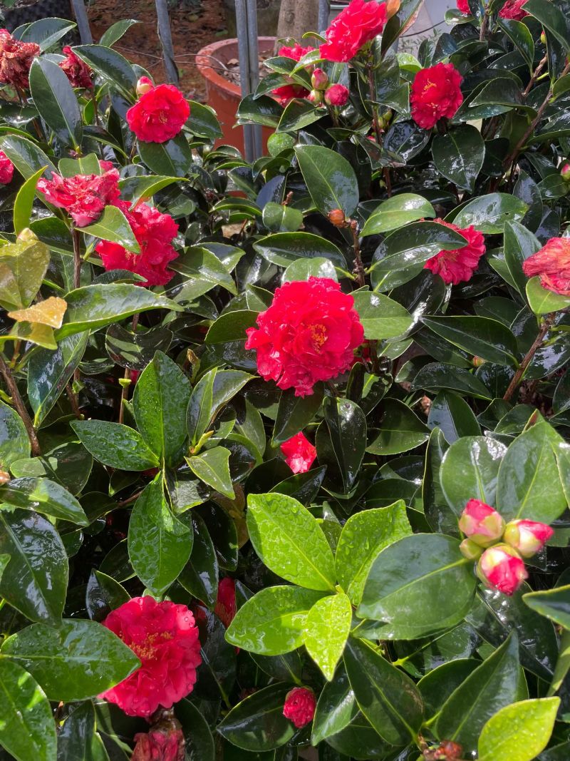 茶花80～1米～1.2米大量现货