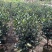 茶花80～1米～1.2米大量现货