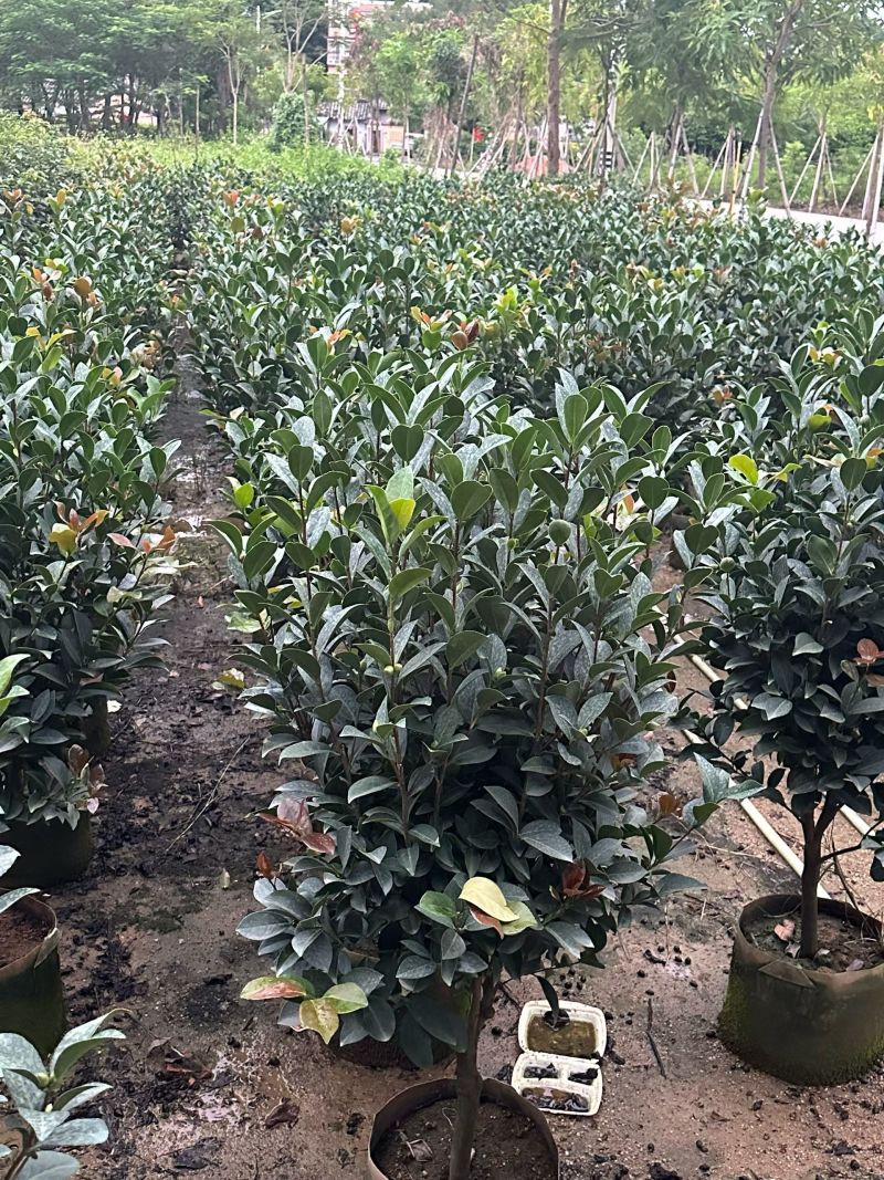 茶花80～1米～1.2米大量现货