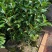 茶花80～1米～1.2米大量现货