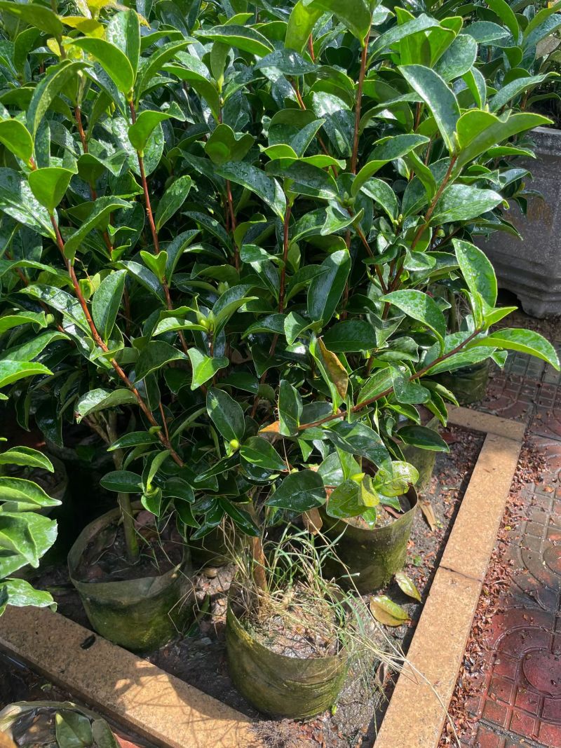 茶花80～1米～1.2米大量现货
