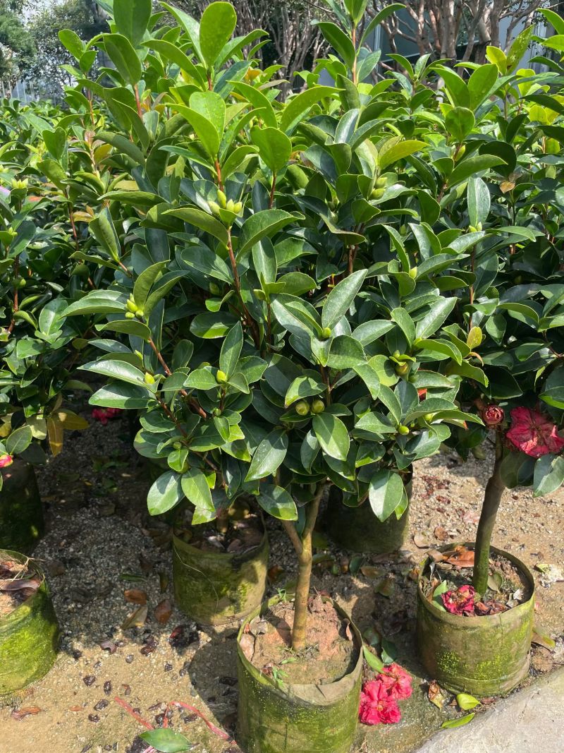 茶花80～1米～1.2米大量现货