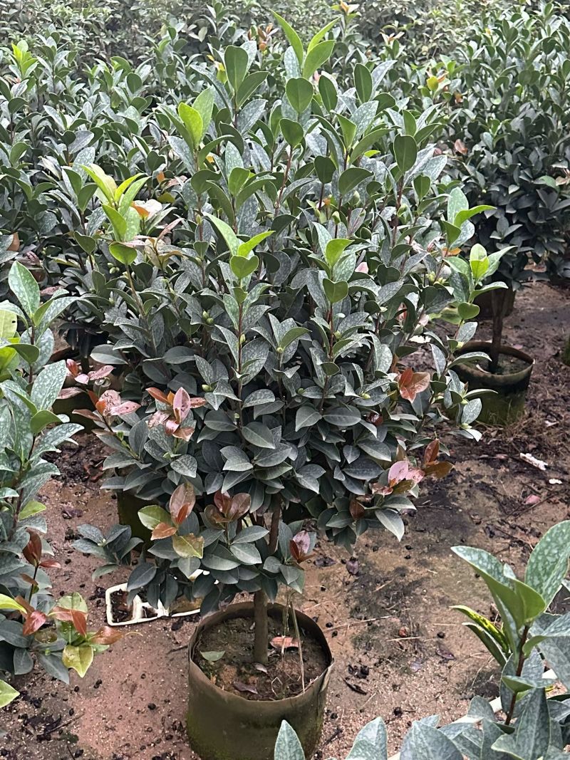 茶花80～1米～1.2米大量现货
