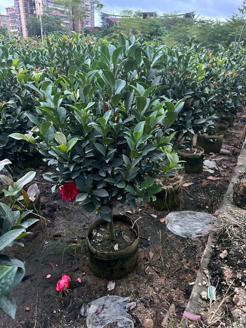 茶花80～1米～1.2米大量现货