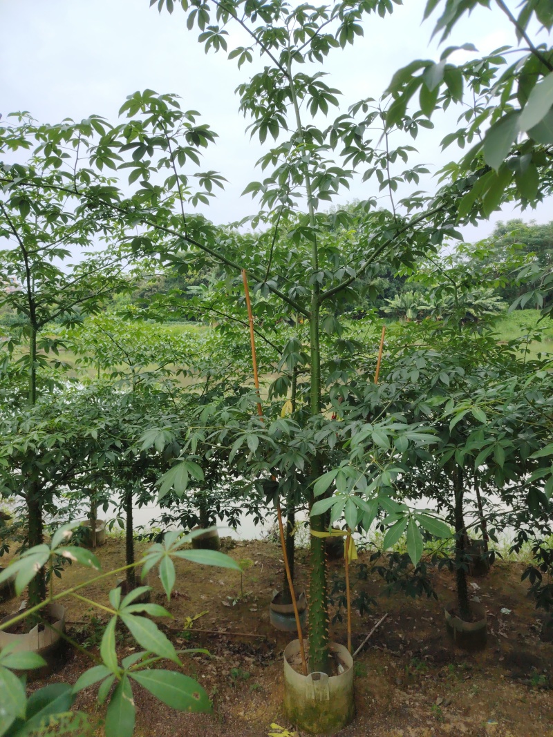 茶花80～1米～1.2米大量现货