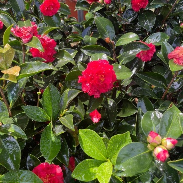 茶花80～1米～1.2米大量现货