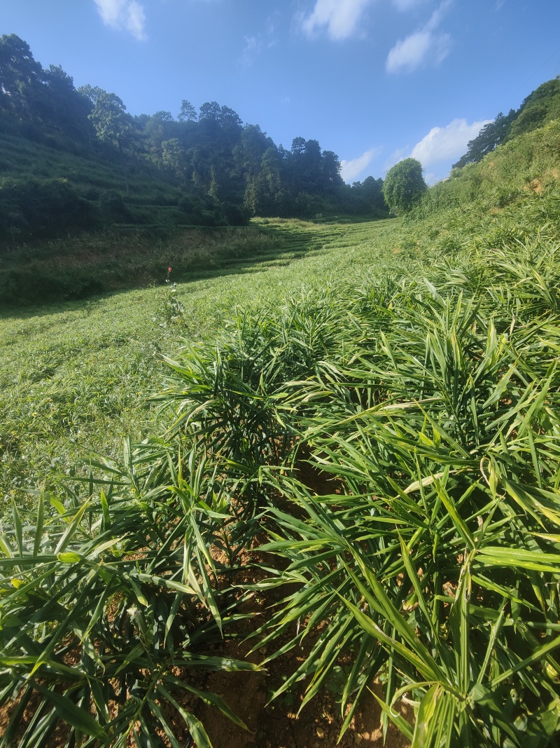 云南二黄姜，现挖。需要多少挖多少，