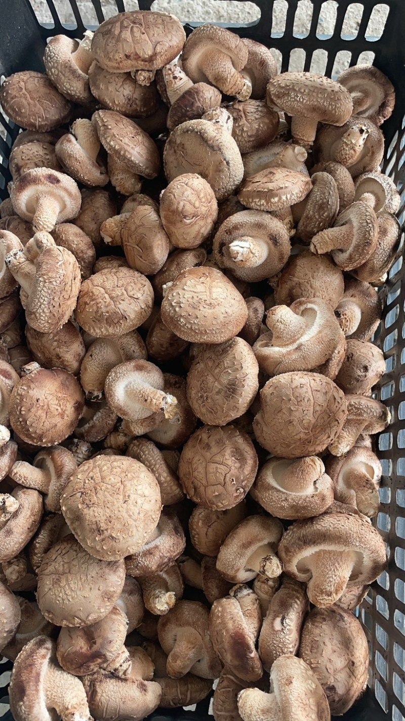 河南西峡鲜香菇，各种规格标准都有