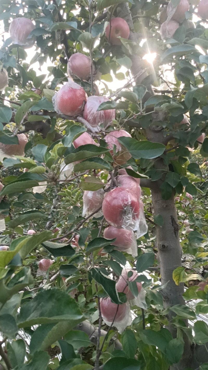 河南省郑州市冰糖心富士苹果大量批发