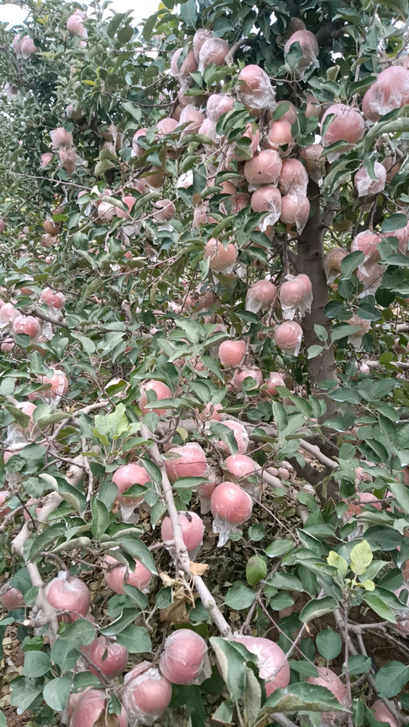 河南省郑州市冰糖心富士苹果大量批发