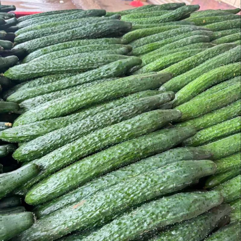 密刺黄瓜广东发货价格合理量大从优按需打包发货快