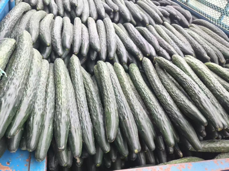 密刺黄瓜广东发货价格合理量大从优按需打包发货快