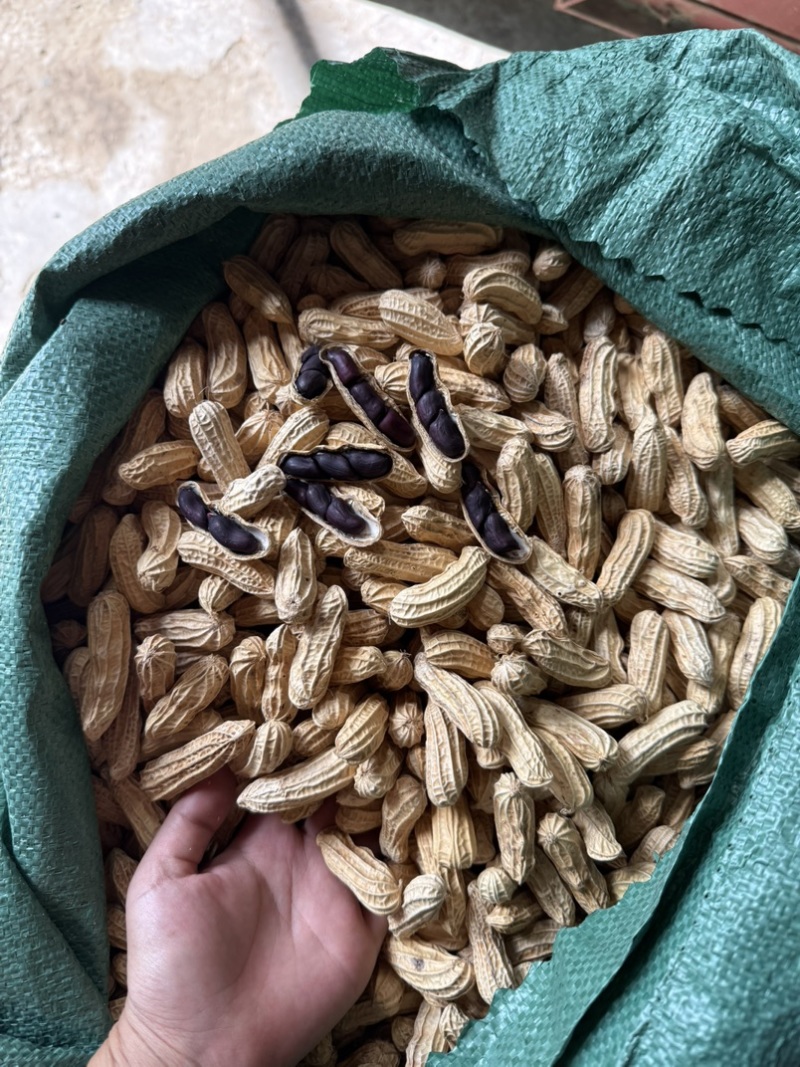 黑花生带壳干果品质保证服务周到一手货源