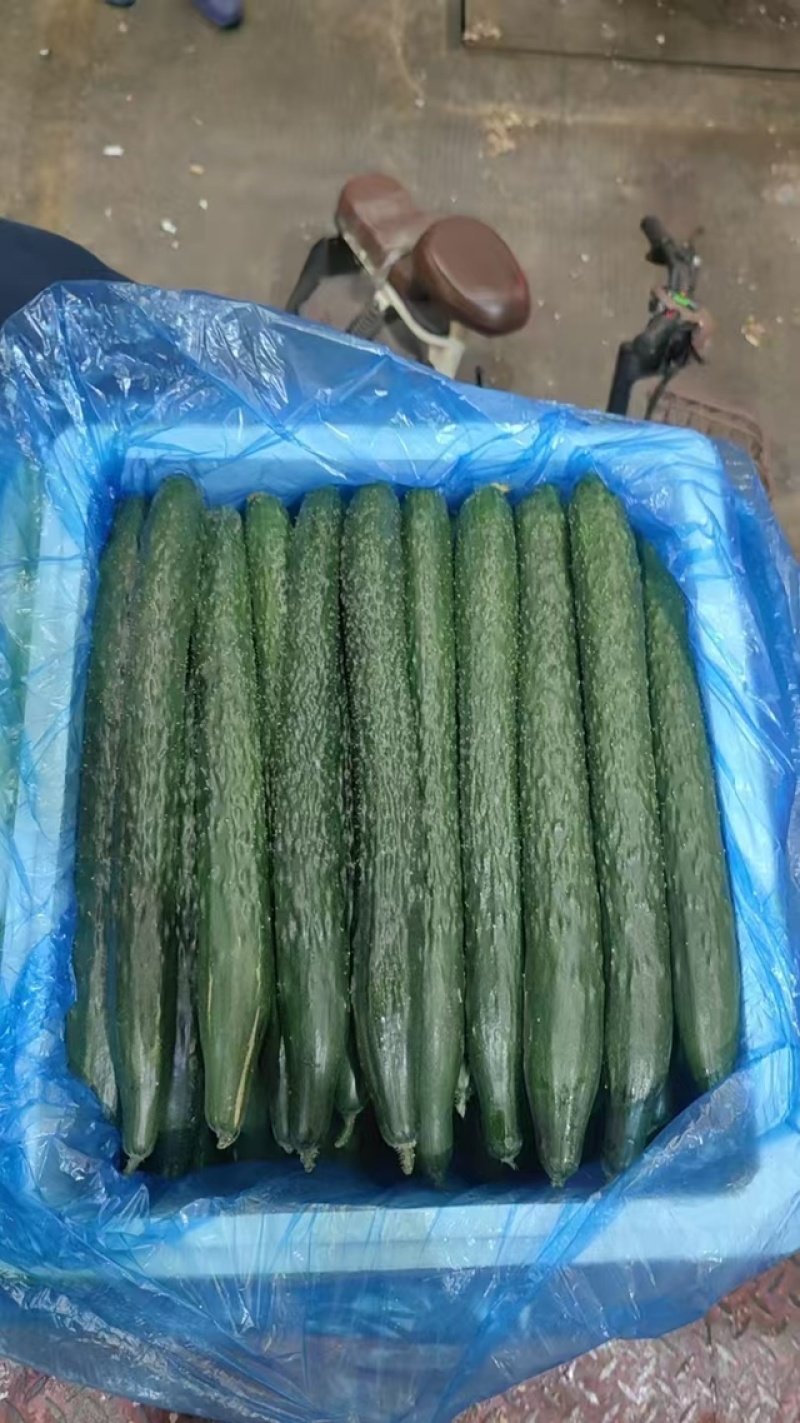 密刺黄瓜徐闻黄瓜大量有货供货量大欢迎咨询