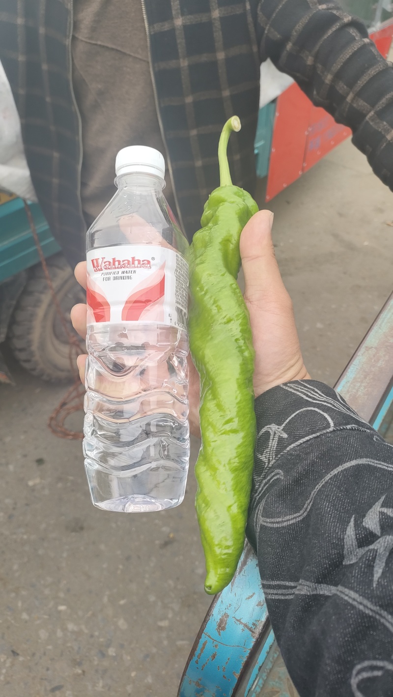 陇椒