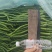 陇椒