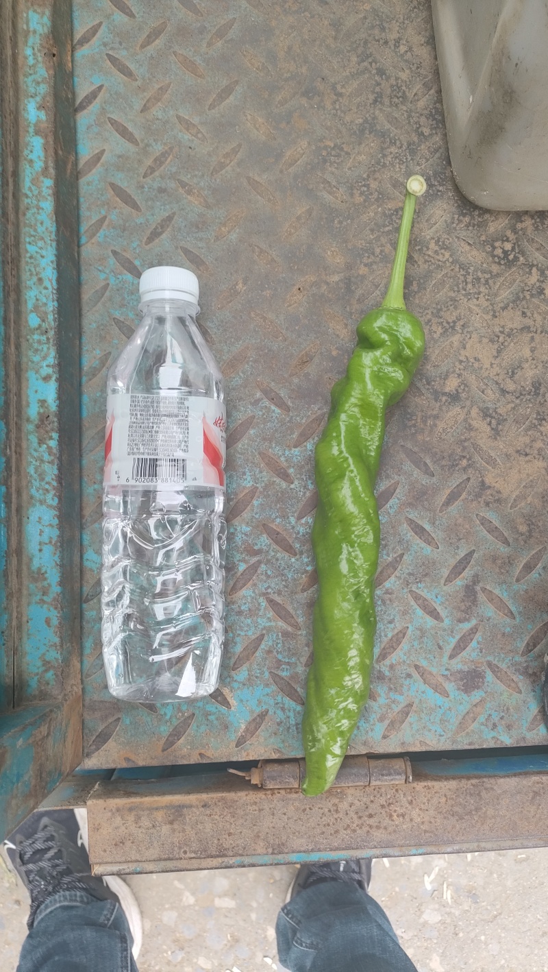 陇椒
