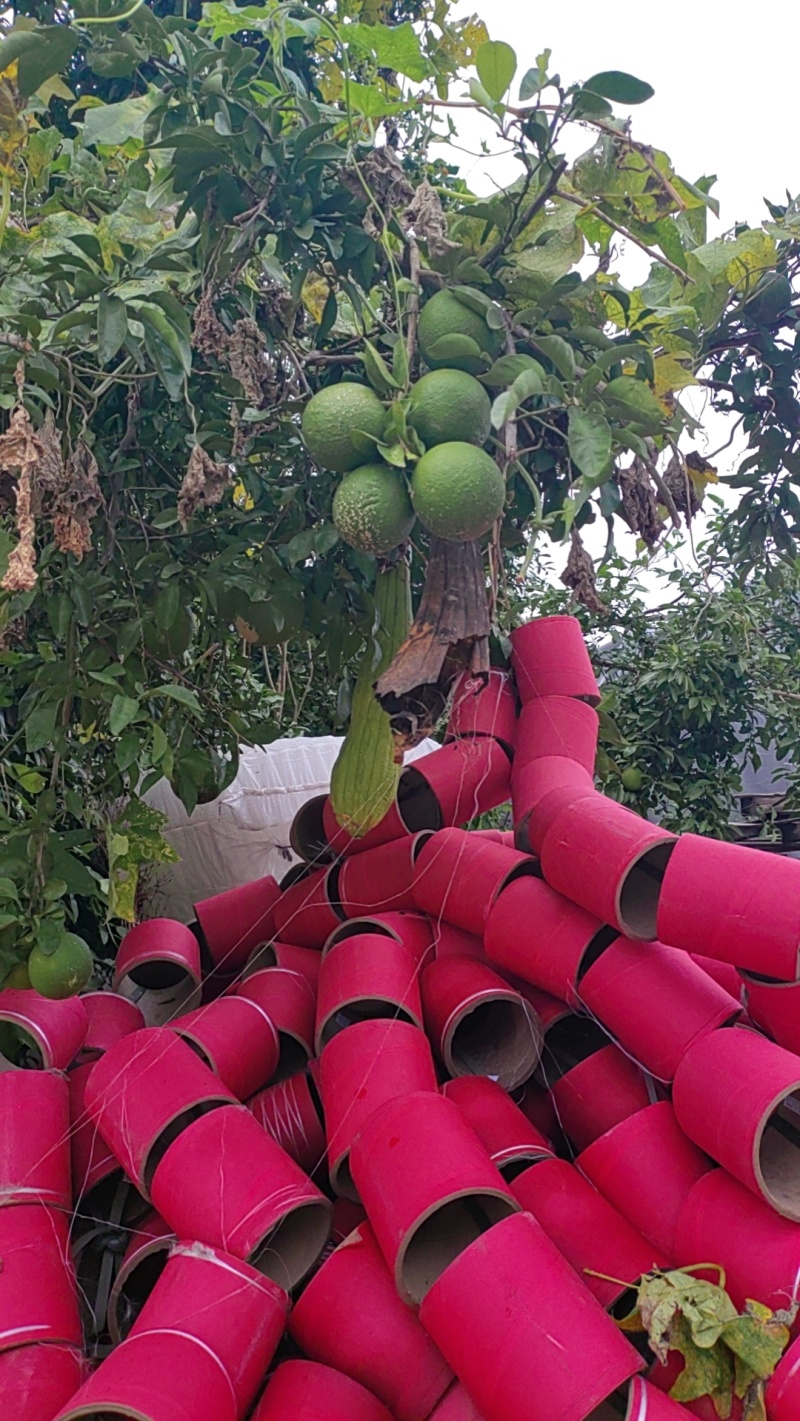 香橼果