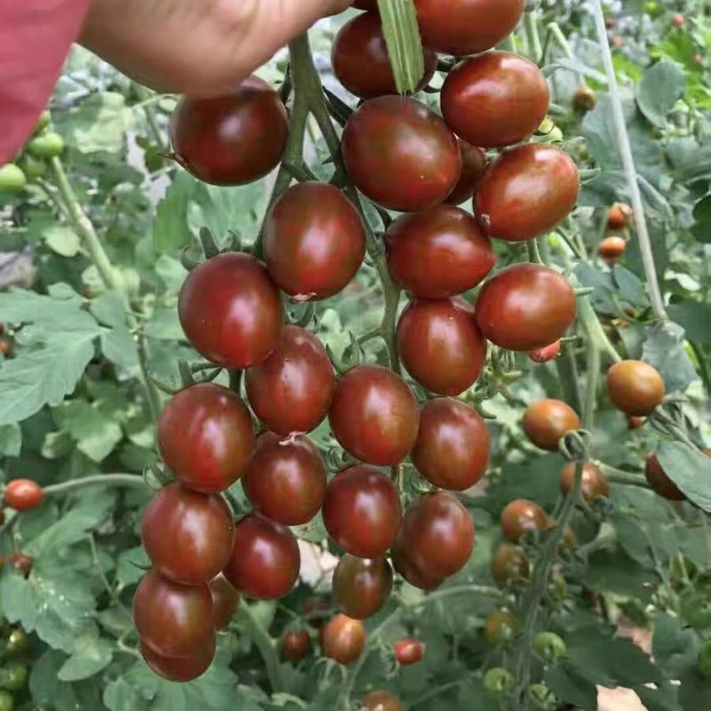 巧克力小番茄种子春秋黑色巧克力色樱桃小番茄柿子小西红柿