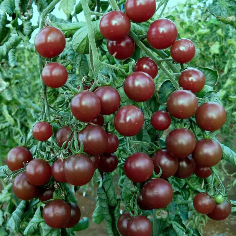 巧克力小番茄种子春秋黑色巧克力色樱桃小番茄柿子小西红柿
