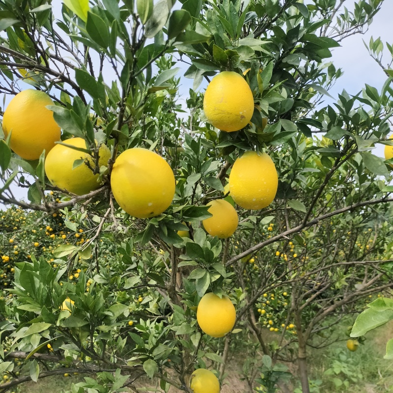加蜜纽荷尔