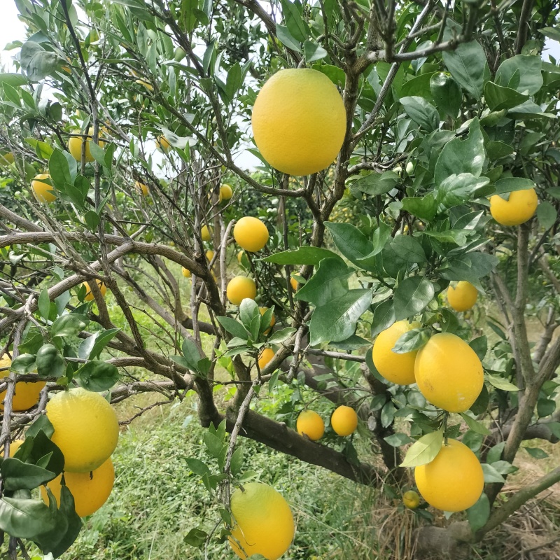 加蜜纽荷尔