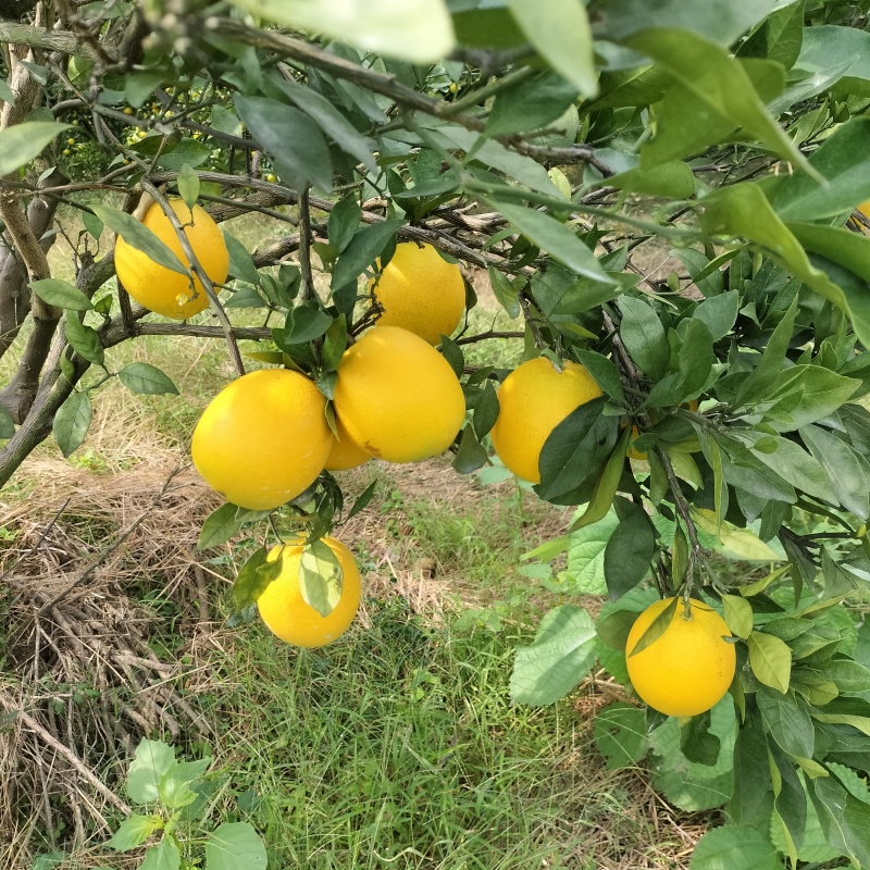 加蜜纽荷尔