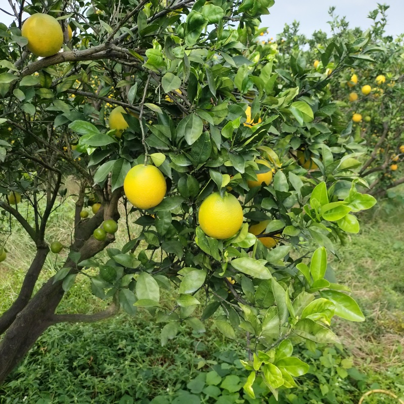 加蜜纽荷尔