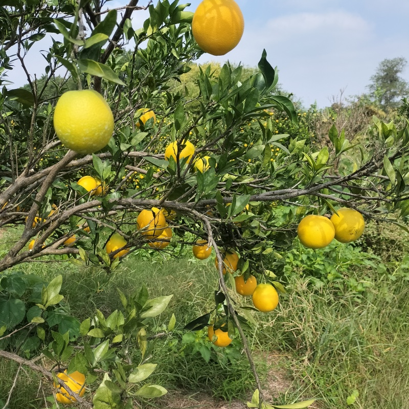 加蜜纽荷尔