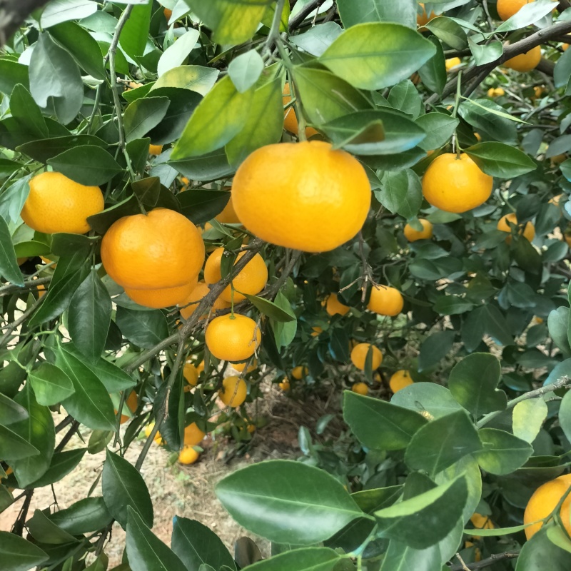 新余蜜桔，本地早，颜色好，囗感好