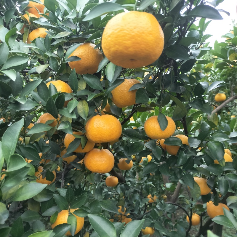 新余蜜桔，本地早，颜色好，囗感好