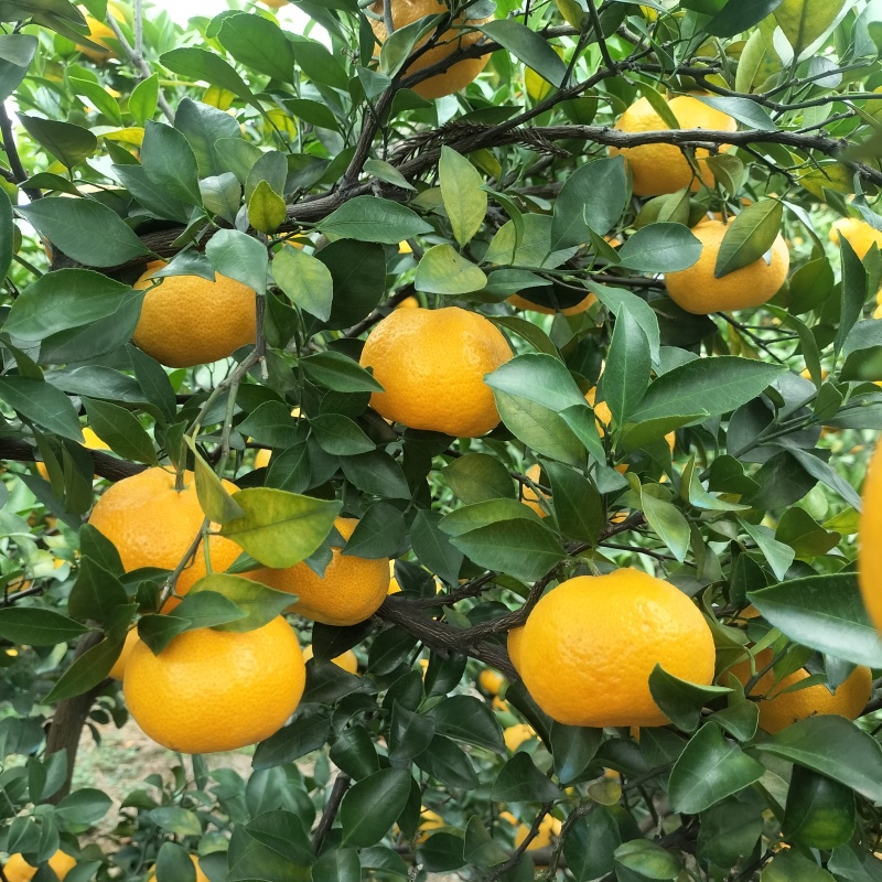新余蜜桔，本地早，颜色好，囗感好